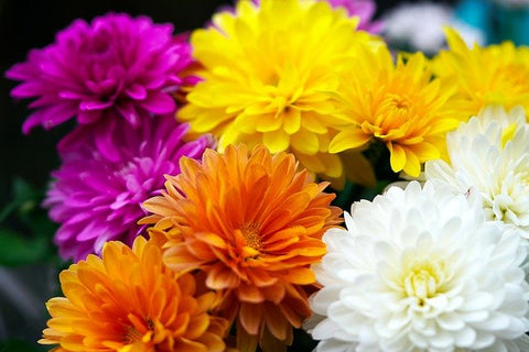 Chrythanthemum flowers