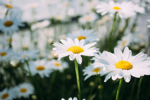 Daisies