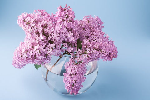 Lilacs in vase