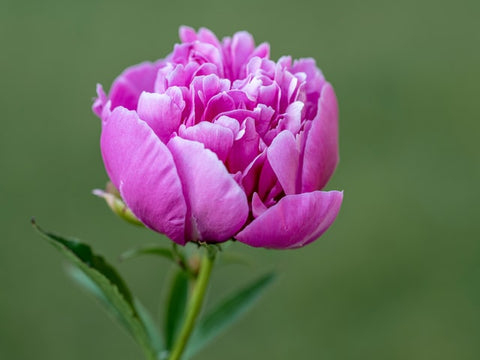 Purple peony flower