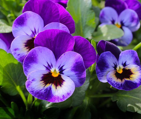 Violets pansies