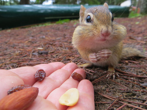 Such cuties! Chipmunks are our spirit animals!