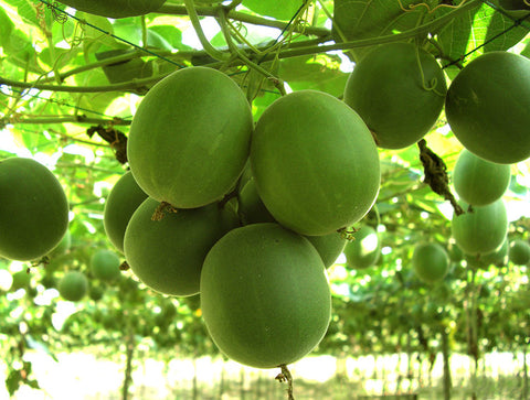 Monk fruit, a deliciously sweet super fruit that has been cultivated in the remote mountains of Southern China for hundreds of years