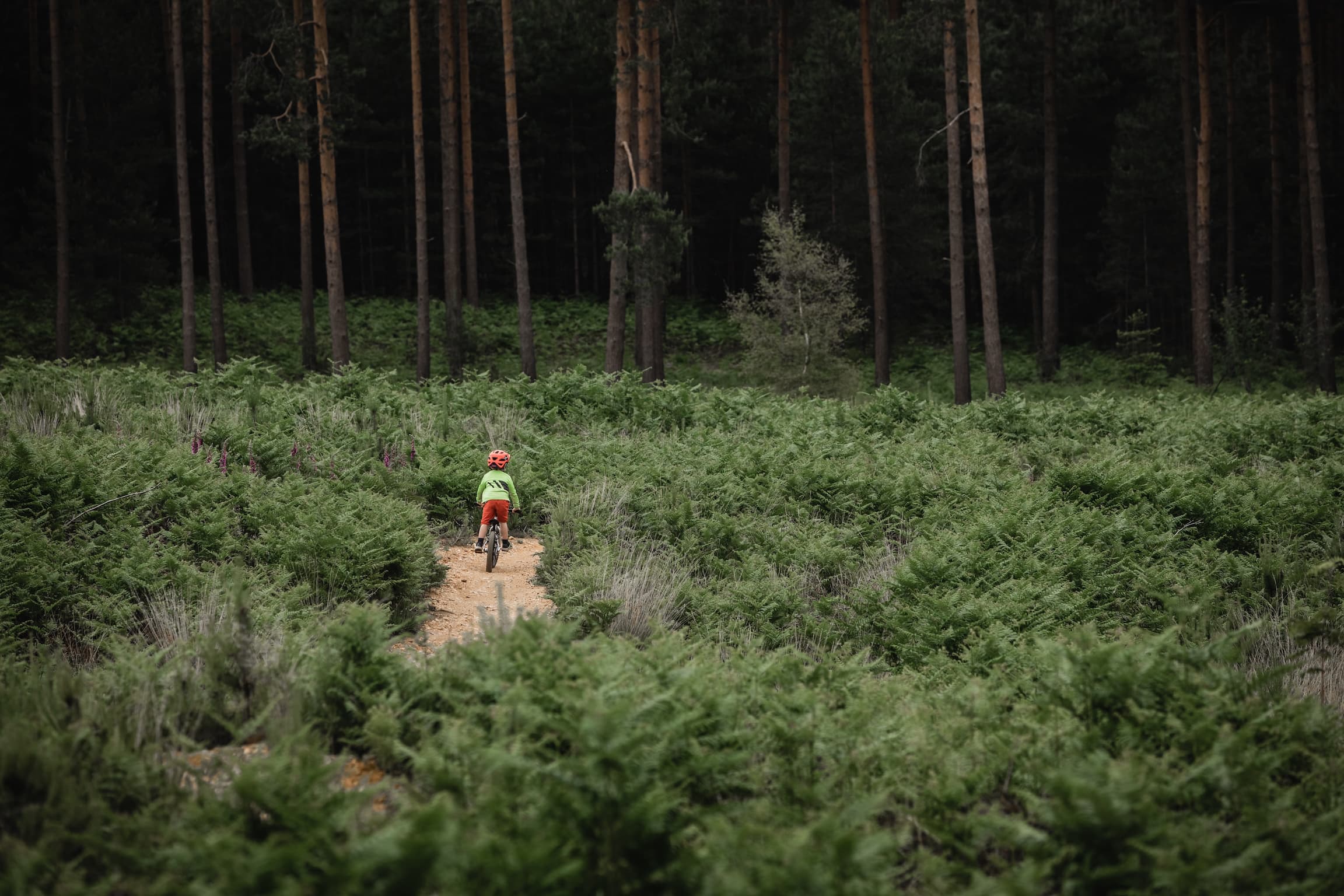 child cycling off into a forest through some ferns