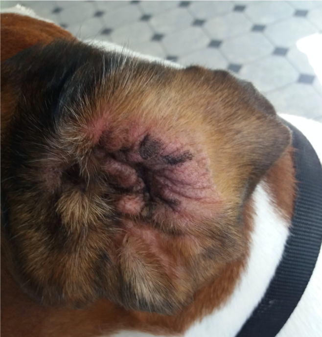 at home treatment dog ear infection