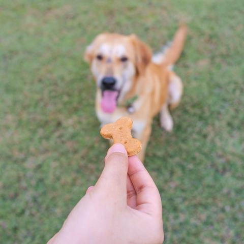 holding dog treat