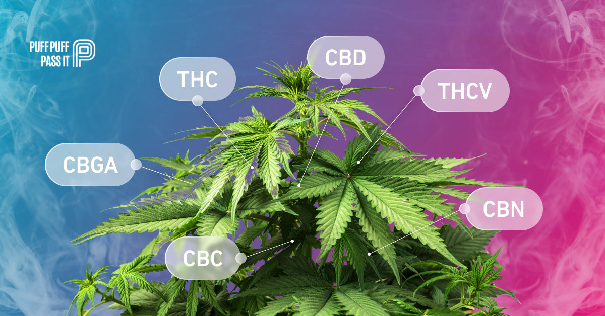 Which cannabinoids are present in weed?