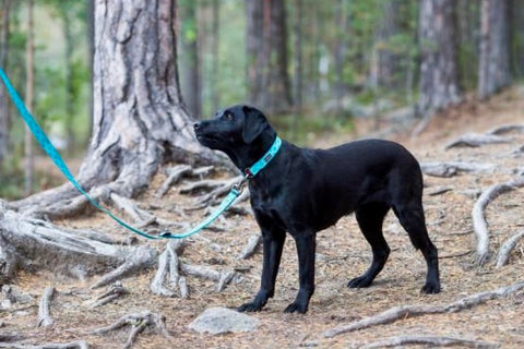 Rukka Pets twist aqua blue collar lead and leash