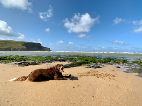 Sprocket from Sprockies on mawgan Porth beach, Newquay cornwall 