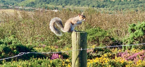 Wild grey squirrel cornwall fence post 