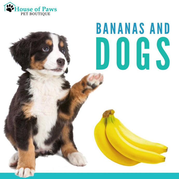 is banana ok for dogs