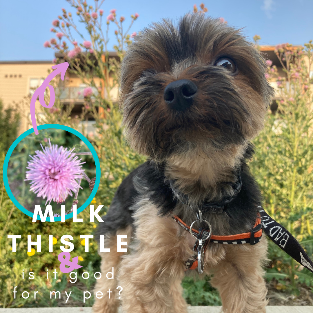 how much milk thistle should i give my dog