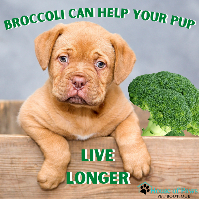 can puppies have broccoli