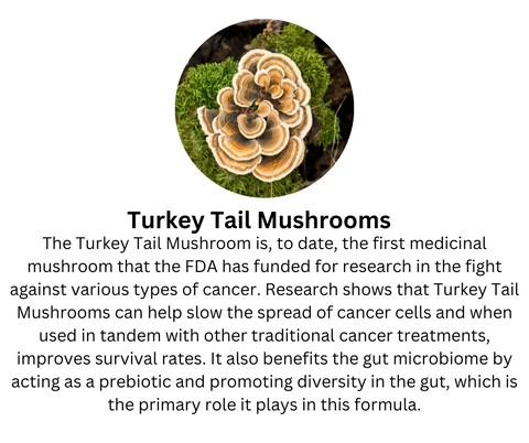 Turkey Tail Mushrooms can help slow the spread of cancer cells