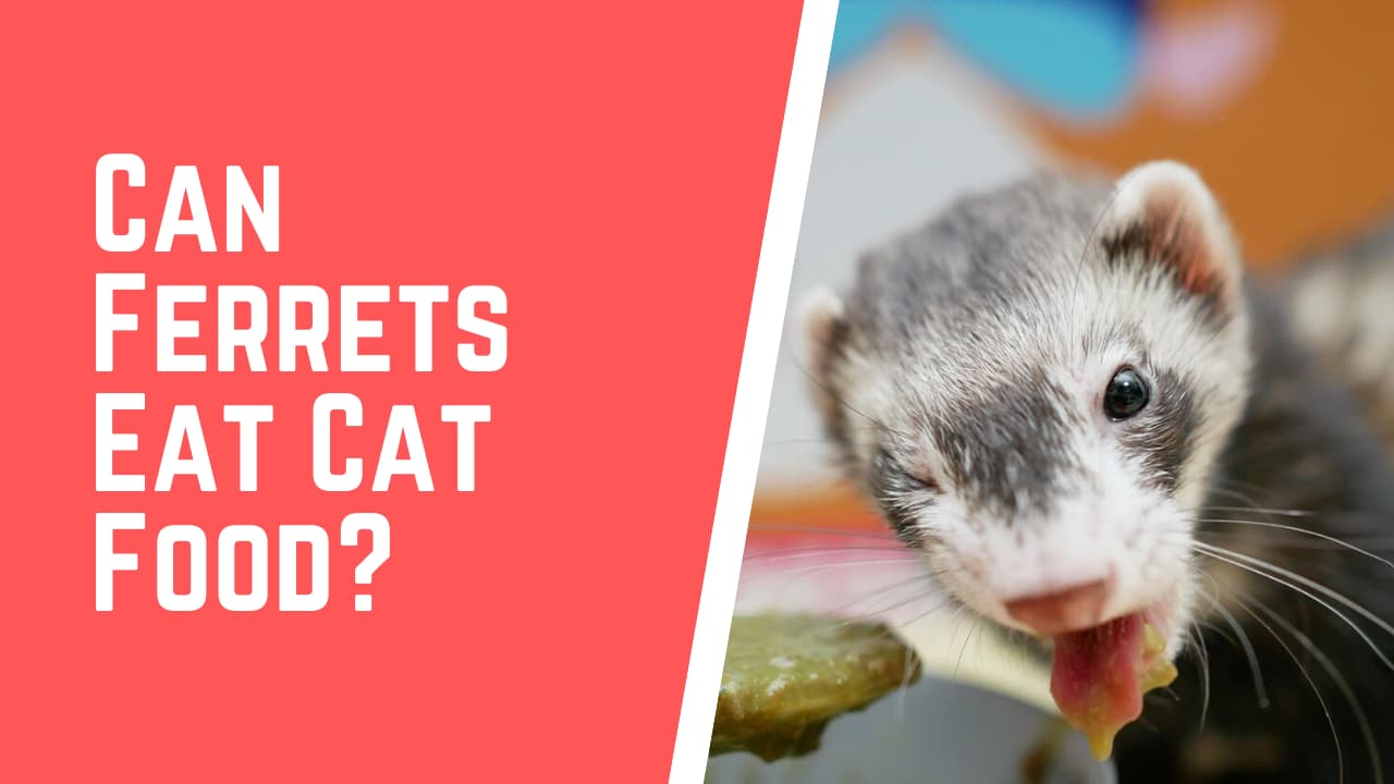 best cat food for ferrets