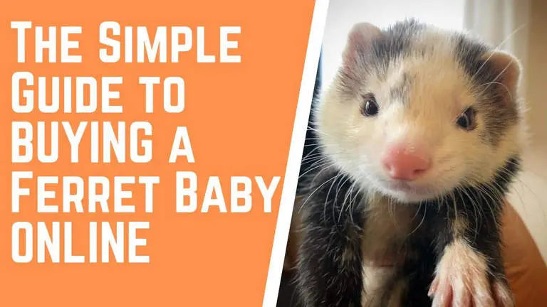 buy baby ferret