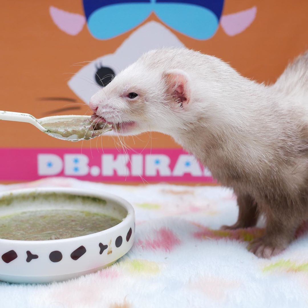 best cat food for ferrets