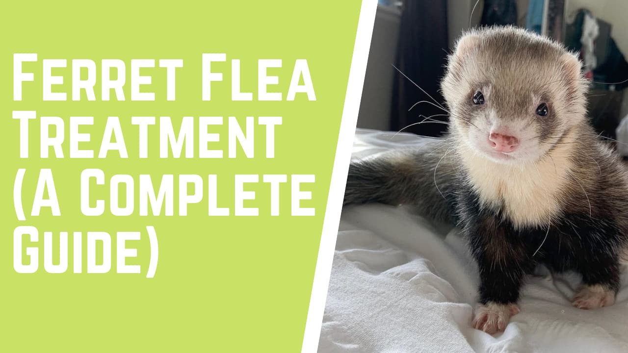 ferret itch relief