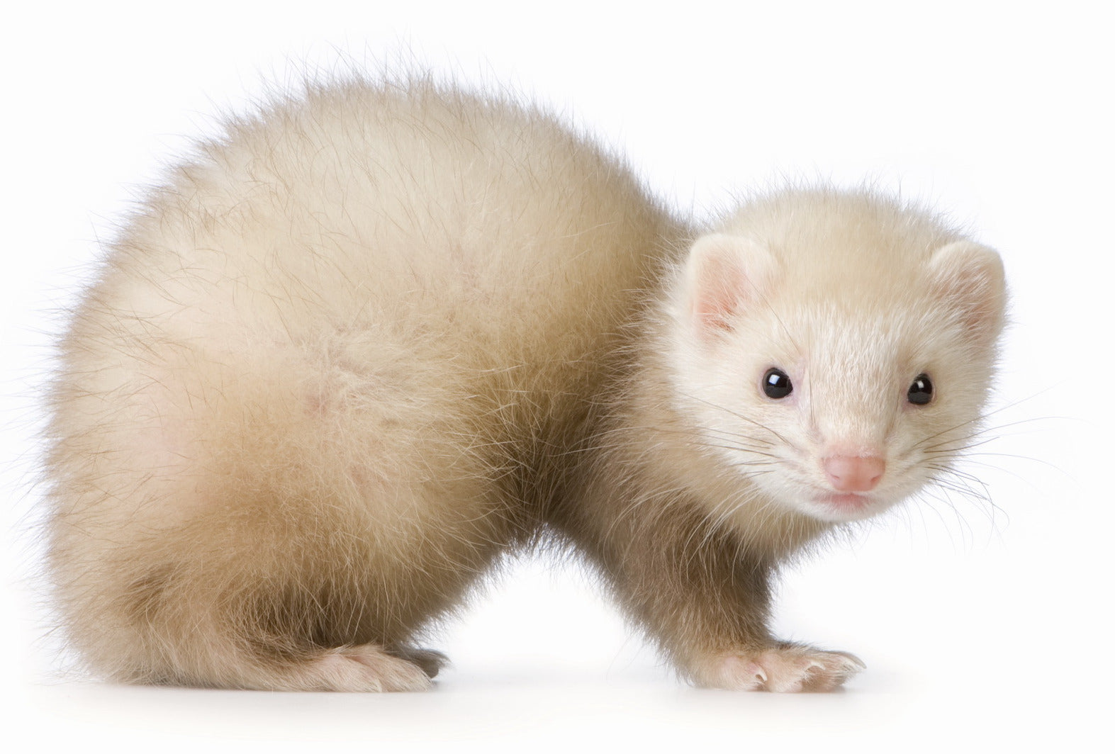 how much do baby ferrets cost