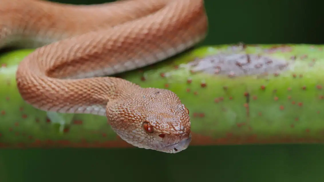 Most venomous snake