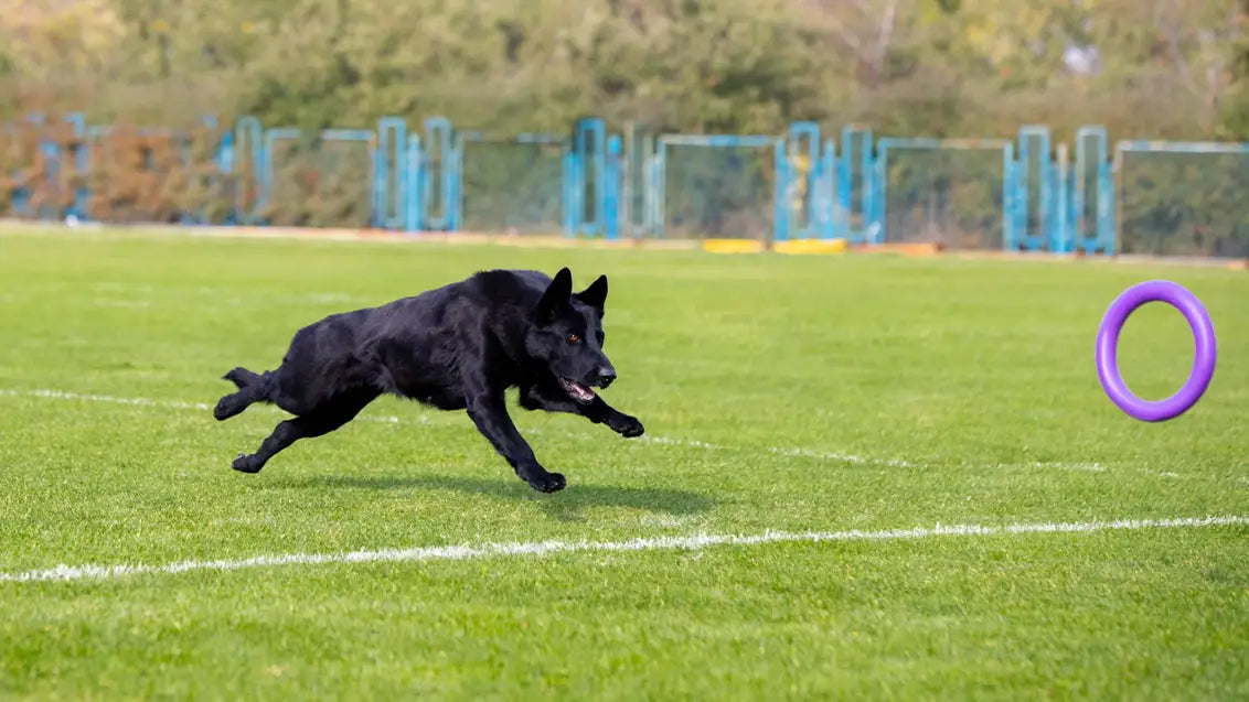 Blue german shepherd exercise