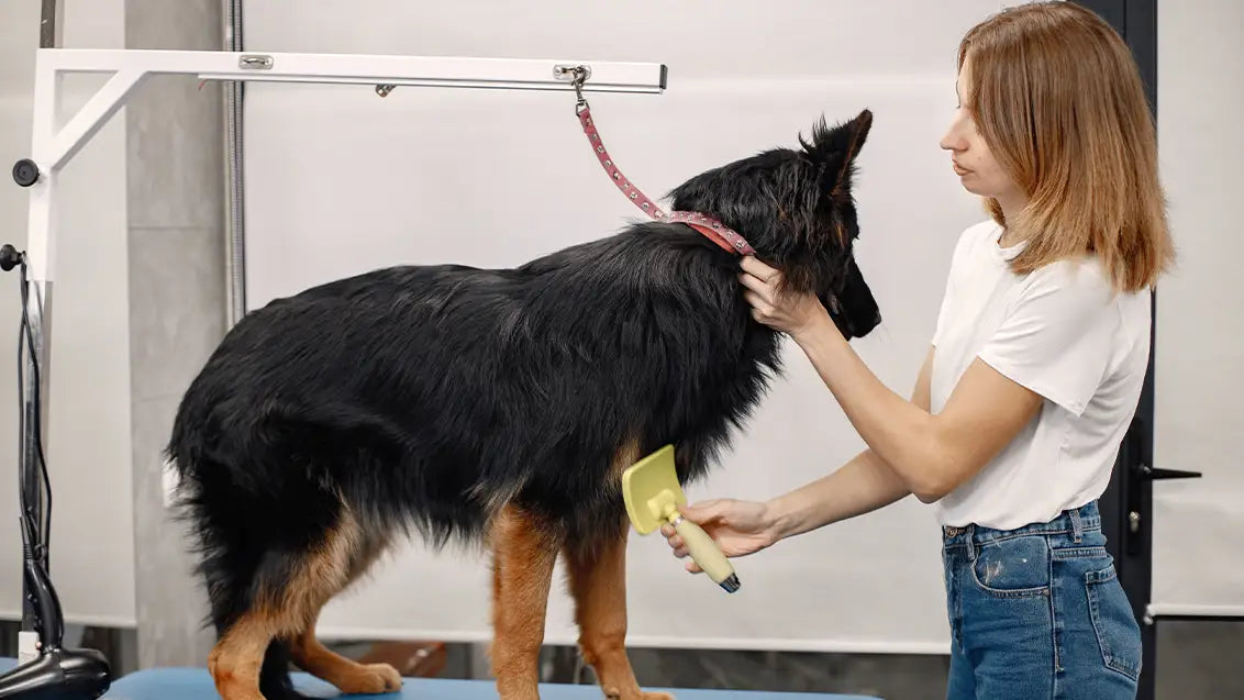 blue german shepherd grooming