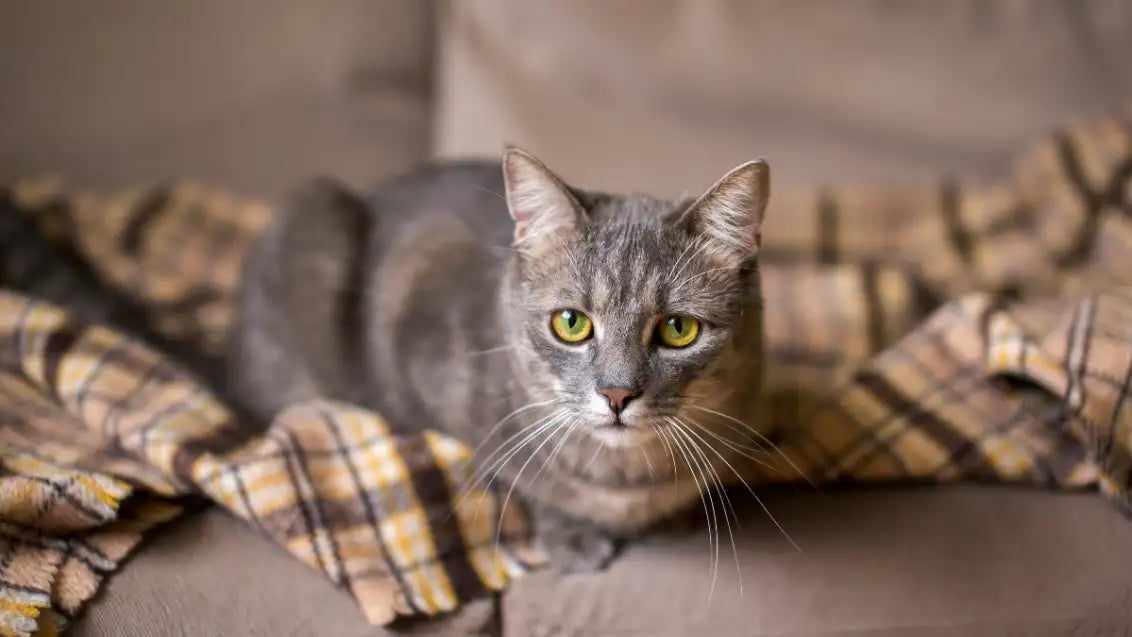 Do cats in heat to start scratching and biting you