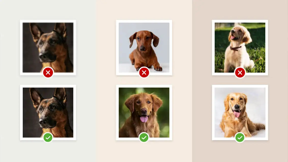 selecting perfect photo for dog pop art