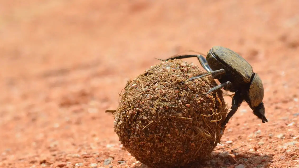 What do dung beetles eat