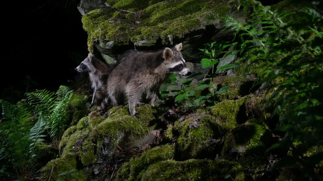 Where Do Raccoons Live