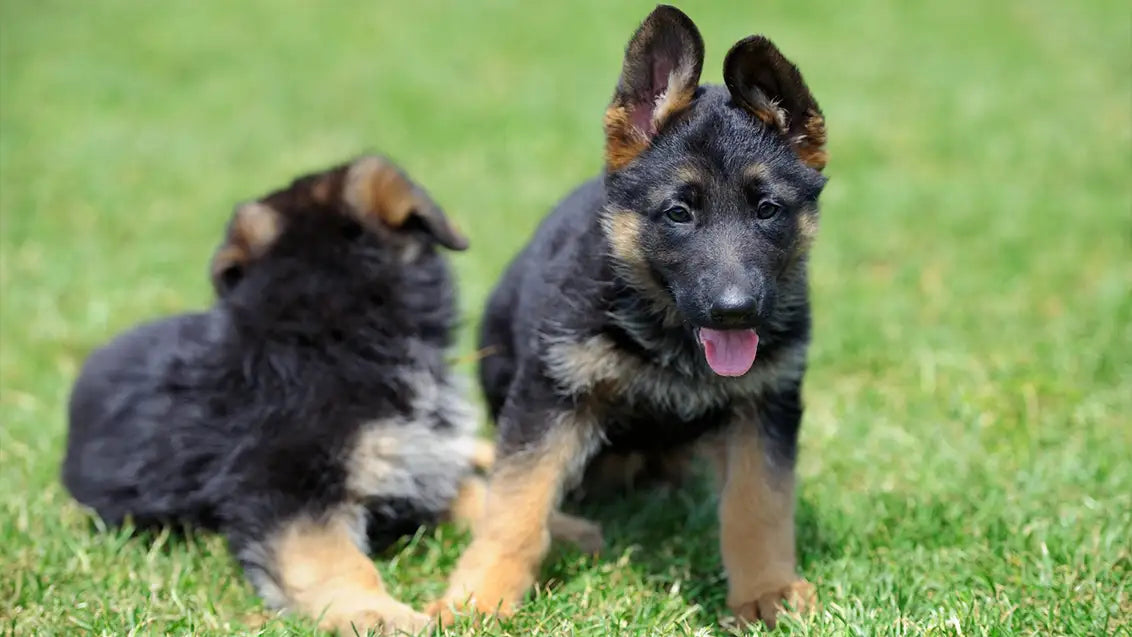 baby german shepherd