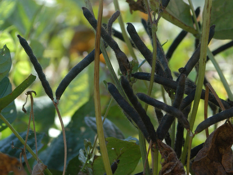 urad dal plant