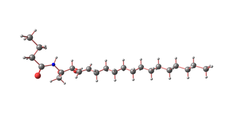 ceramides