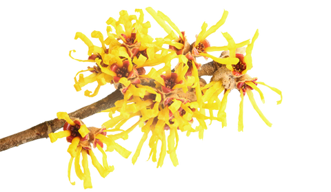 Witch Hazel