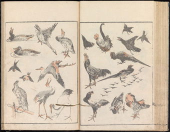 Deux pages de Denshin Kaisu : Hokusai Manga (Transmettre l'esprit et révéler la forme des choses : Dessins aléatoires de Hokusai), (1814) illustrent ses croquis de divers oiseaux.