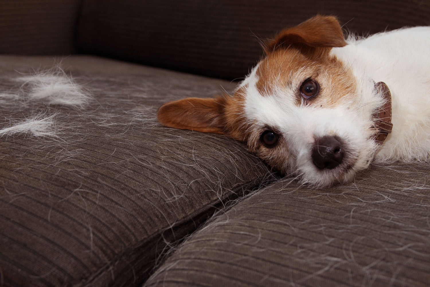 does vacuuming a dog help with shedding