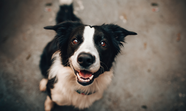 Border Collie