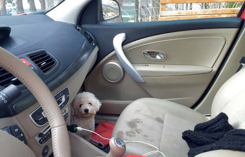 dog-in-car