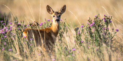 natural deer repellent 