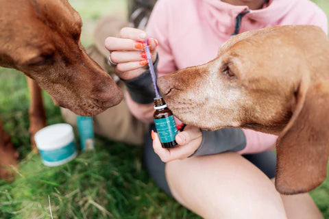 Olio CBD per Animali - Olio CBD di canapa per animali al 3%