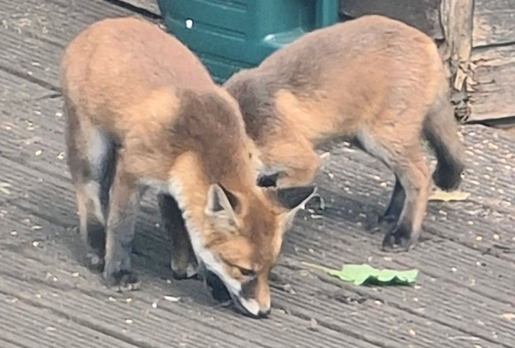 30 Days Wild Day 2. Fox Watching