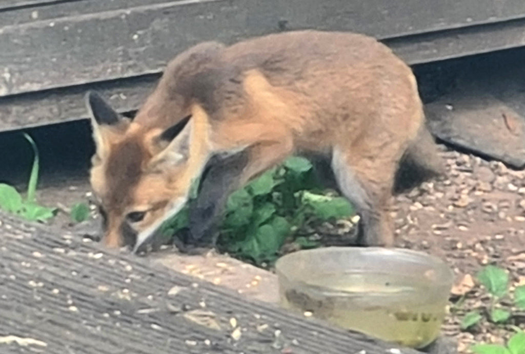 30 Days Wild Day 2. Fox Watching