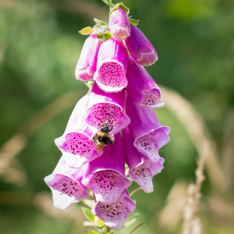 Pink Foxglove surrounded by green bushes
