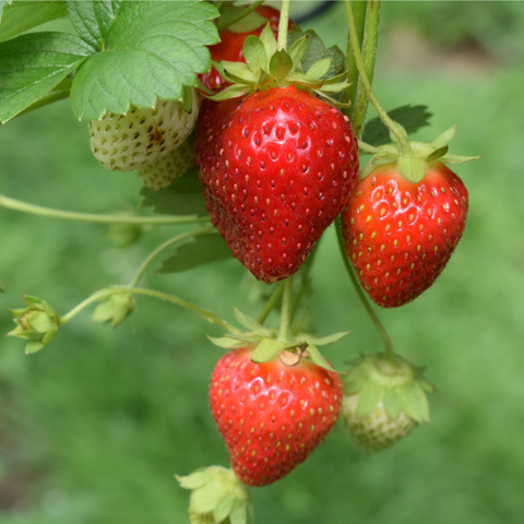 Bright strawberries hang from a bush