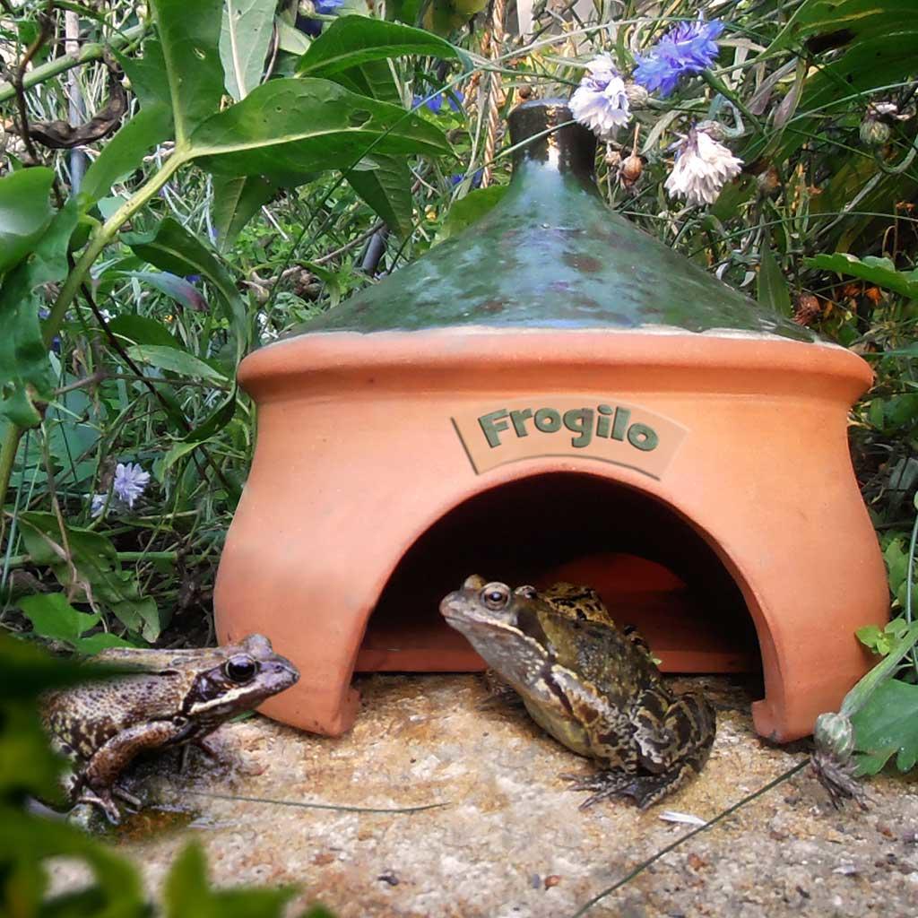 Frogs surrounding an orange terracotta frog house.