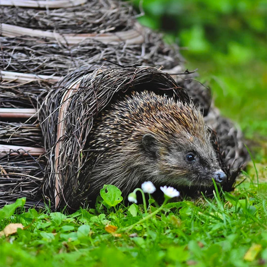 A hedgehog poking out of a wicker igloo.
