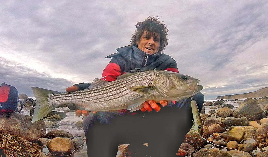 The prototype mullet-colored Samson Enticer Sub Surface Tweak Bait proved very effective for striped bass