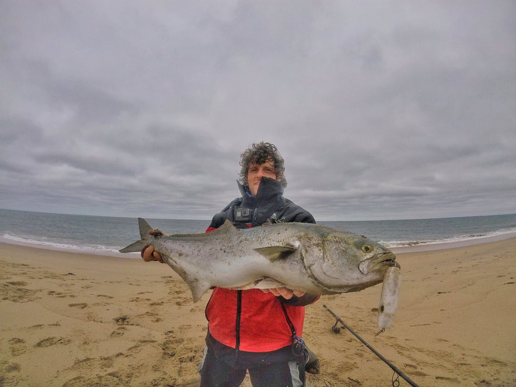 A big bluefish caught on a Samson Enticer Minnow
