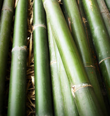 Bamboo shoots