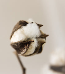 Organic cotton flower